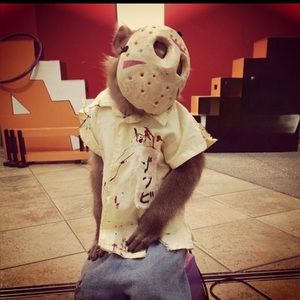 Meet your Posher, Candice